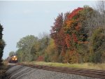 M364 and fall leaves 